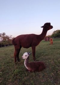 Shakira mit der wundervollen Shayenne